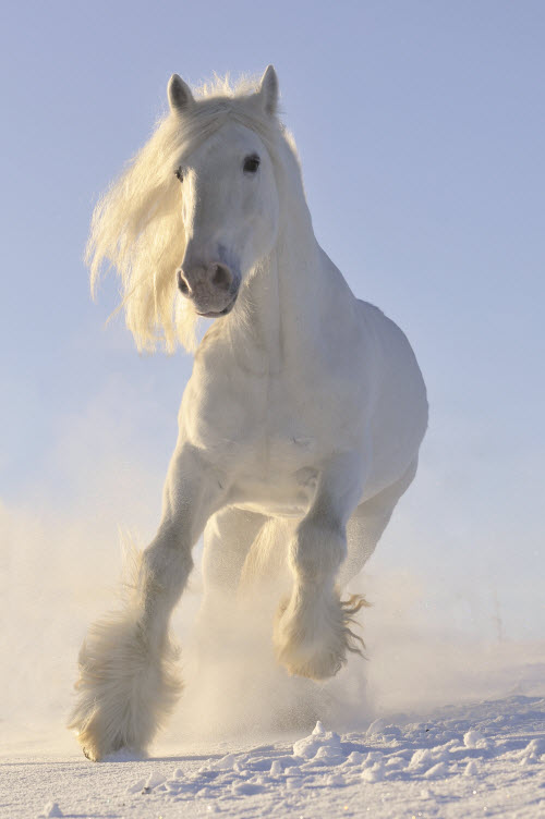 Fotolia 19931446 Subscription Monthly XL 500 Winter Horse #034 The Awesomeness Winter. The Horse And Hare