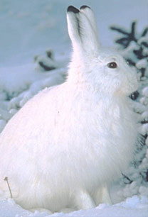 Wiki Snowshoe hare #034 The Awesomeness Winter. The Horse And Hare