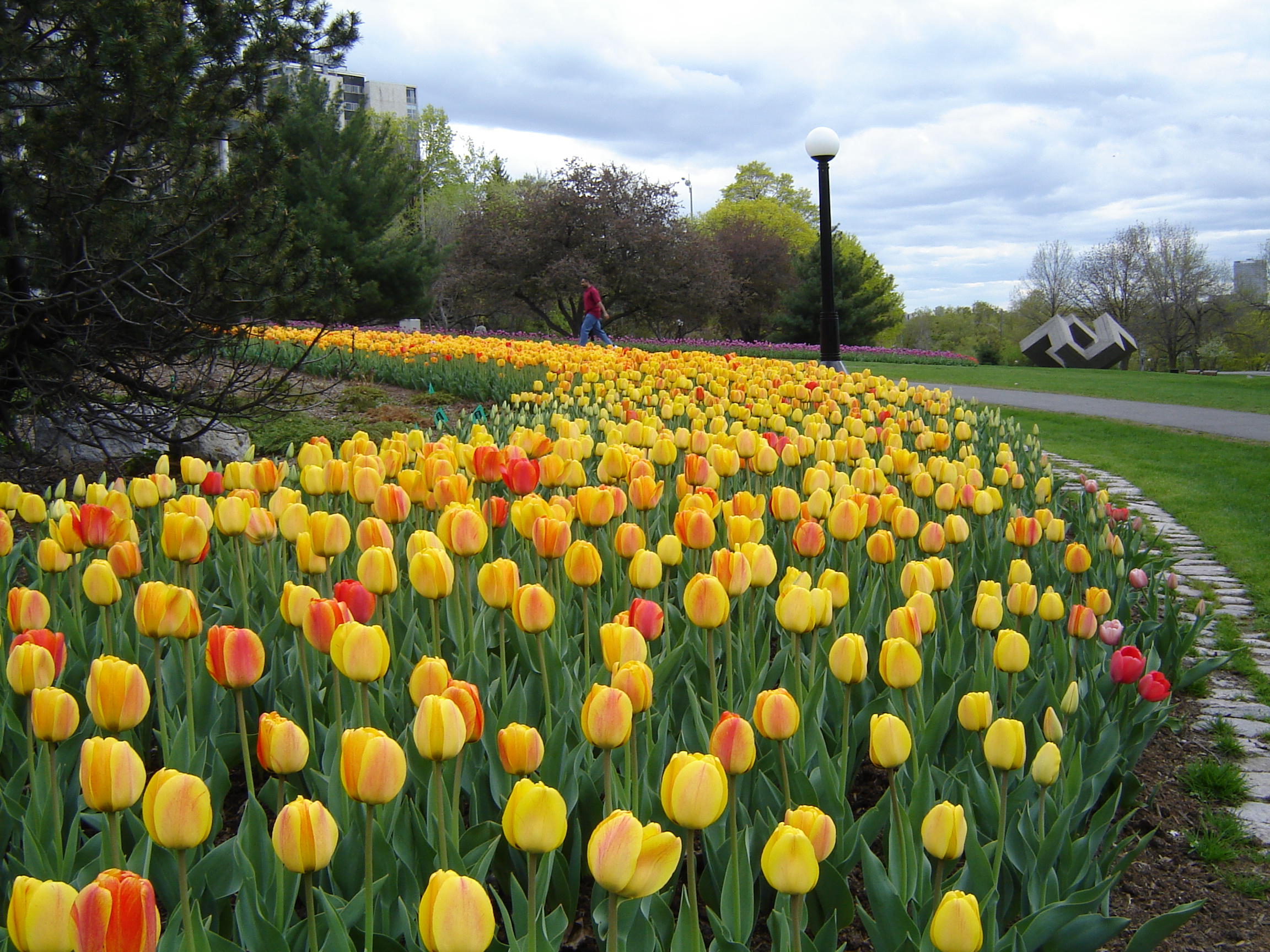 canada tulip festival - improve eyesight