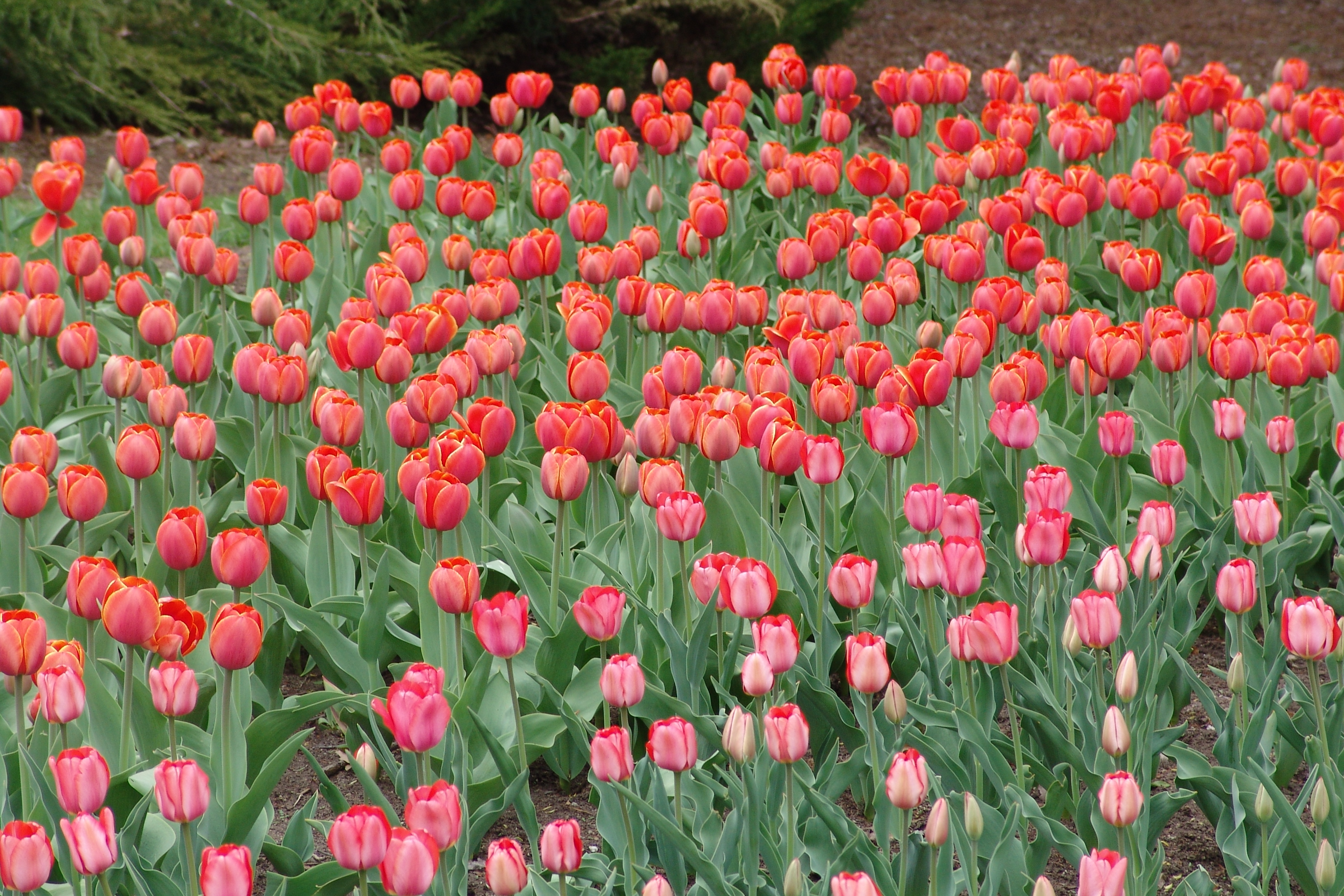 tulip festival - always see beauty - improve eyesight