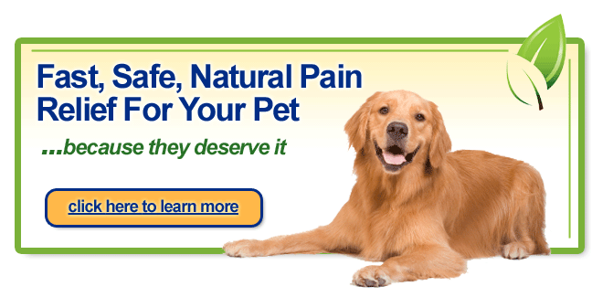 Hey This Natural Pain Relief Works For Your Dog Too pet1 648X325 Hey This Natural Pain Relief Works For Your Dog Too