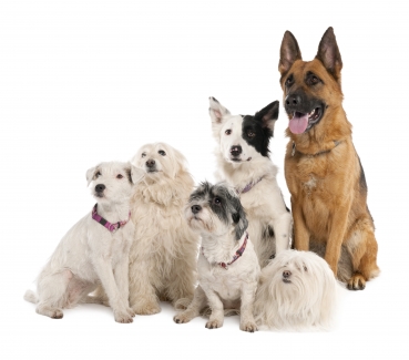 German Shepherd Obedience