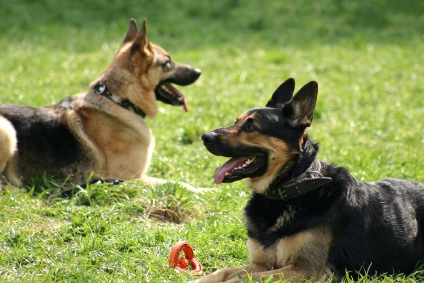 German Shepherd Obedience