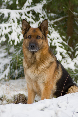 The Ultimate German Shepherd Handbook german shepherd in snow