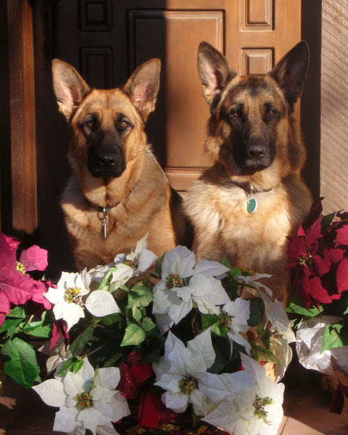 german shepherd obedience