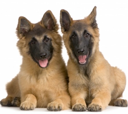 german shepherd puppy training