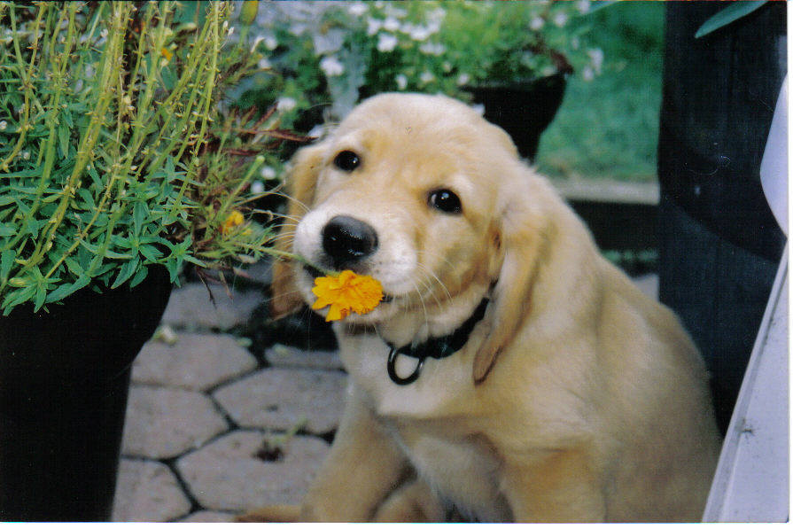 Bringing A Puppy Into Home With Older Dog Bringing A Puppy Into Home With Older Dog