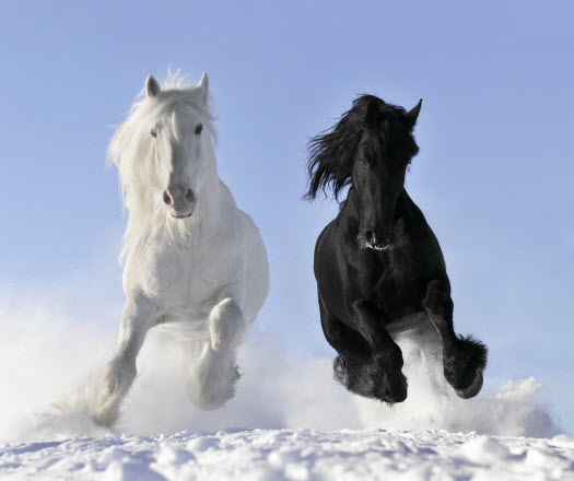 #035 Two Horses Galloping Snow Winter Solstice Fotolia 23281534 525w BlackWhite Horses #035 Two Horses Galloping Snow Winter Solstice