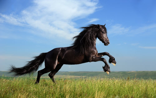 #036 Picture Of This Beautiful Stallion Fotolia 26473191 500 stallion #036 Picture Of This Beautiful Stallion