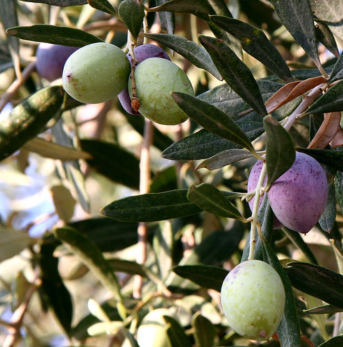 The Olive Tree Mediterranean Gold wiki Olivesfromjordan The Olive Tree Mediterranean Gold
