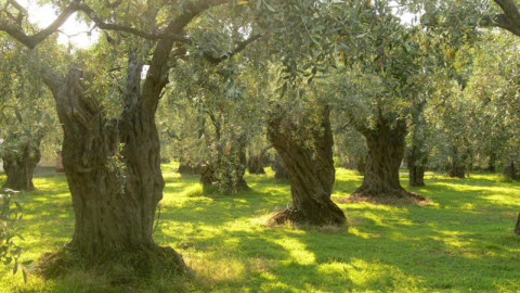  The Olive Tree   Mediterranean Gold
