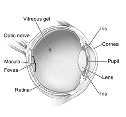 Age Related Macular Degeneration (AMD) Defined eye - amd